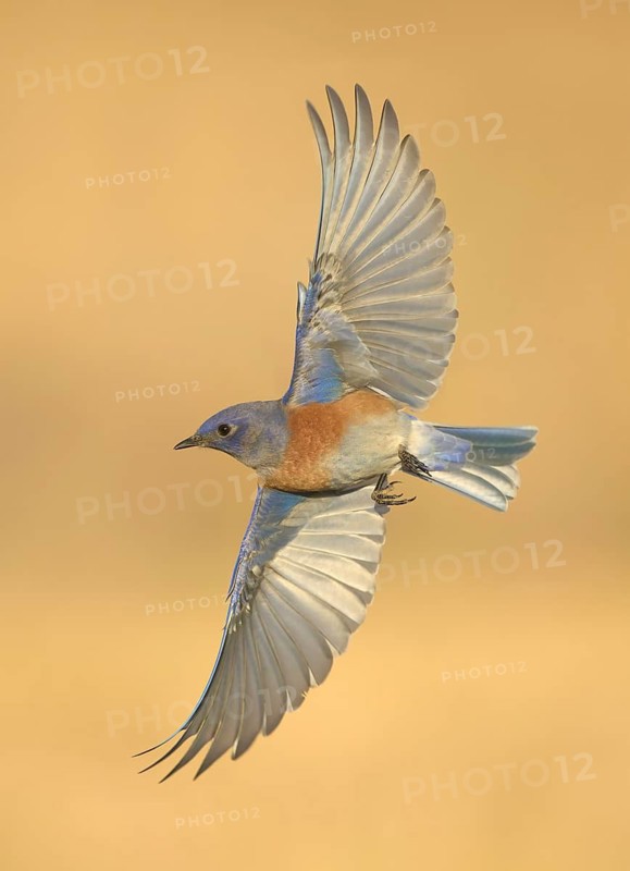 Western Bluebird (Sialia mexicana) flying, California, USA