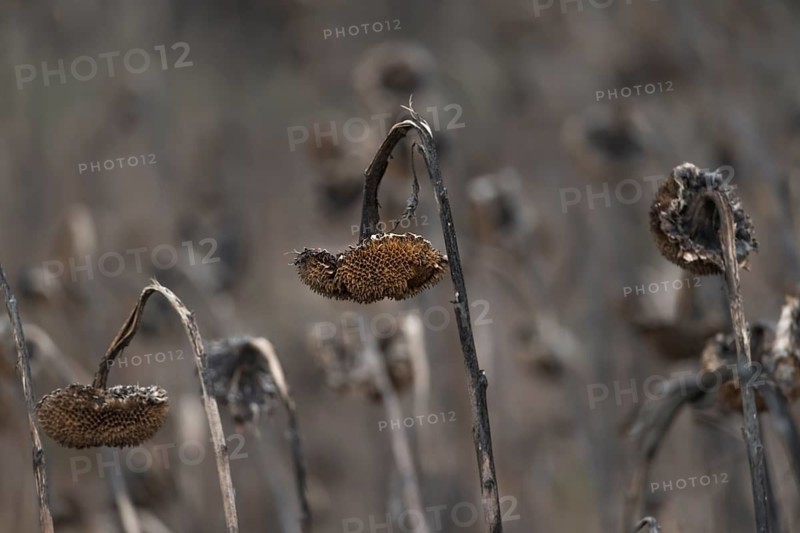 Field of sunflowers (Helianthus annuus) in autumn, Bergen-Enkheim, Frankfurt am Main, Hesse, Germany