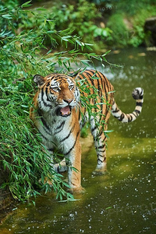 Siberian tiger (Panthera tigris altaica) standing on the waters edge, rainy, cat, captive, Germany
