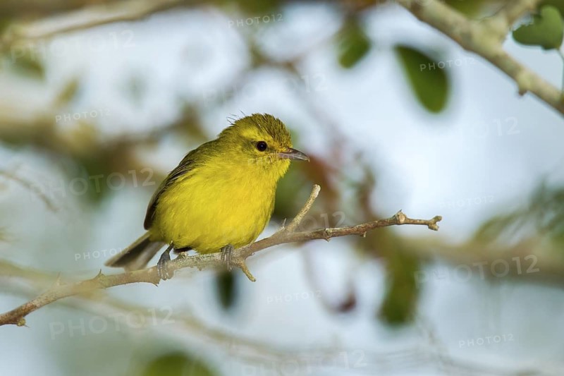 Golden Vireo Vireo hypochryseus hypochryseus El Tuito, Jalisco, Mexico 10 June Adult Vireonidae
