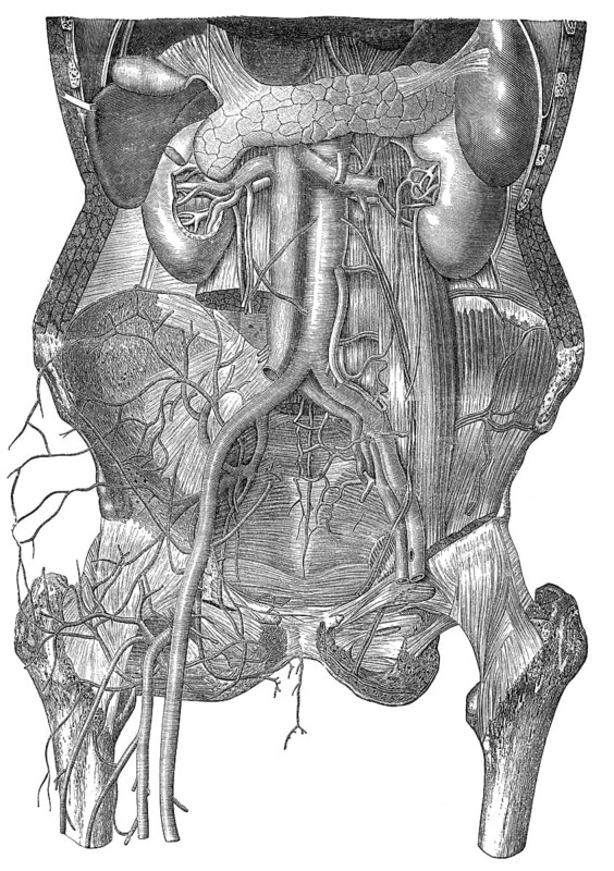 Human intestines, Historic illustration, 19th century, Eingeweide des Menschen, historische Zeichnung, 19. Jahrhundert