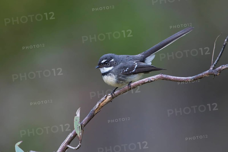 Grey Fantail (Rhipidura albiscapa) perched on a branch, Victoria, Australia