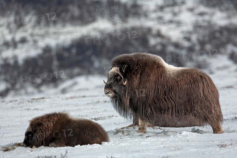 A musk ox cow (Ovibos moschatus) looks out over the snow-covered tundra in Norway, winter, snow, cold, tundra landscape, October, Norway