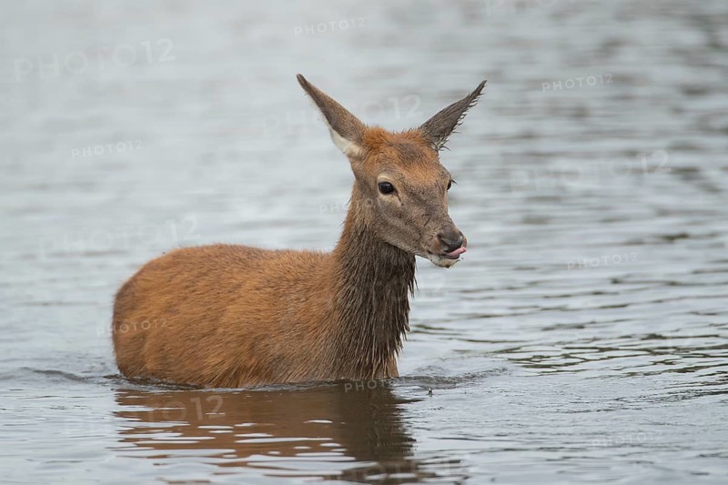 Red deer (Cervus elaphus) juvenile fawn in water of a lake, England, United Kingdom