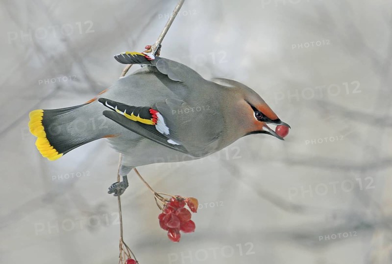 Bohemian Waxwing (Bombycilla garrulus), Saskatchewan, Canada