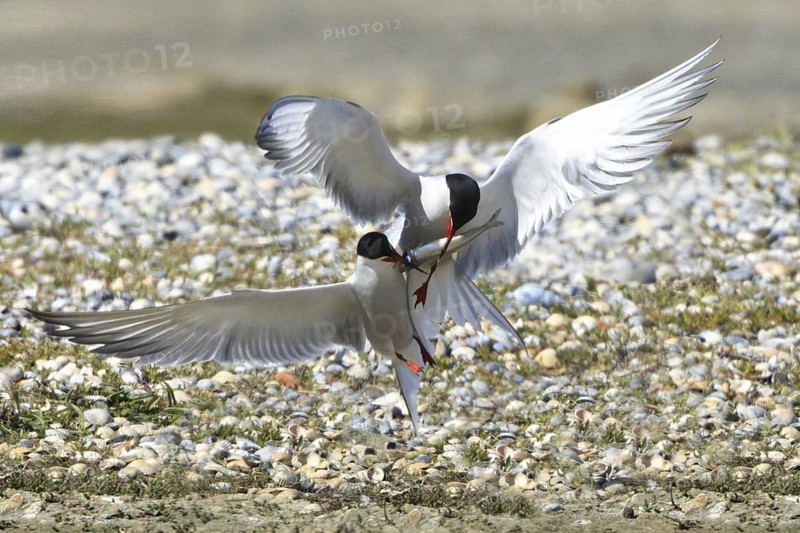 Common Tern (Sterna hirundo), Texel, Netherlands