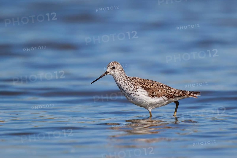 Marsh Sandpiper (Tringa stagnatilis) foraging, Lesvos, Greece