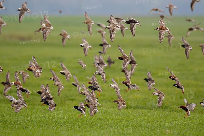 Ruff (Calidris pugnax) group in flight, Poland