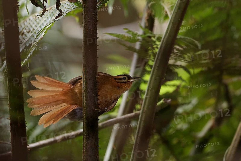 Black-capped Foliage-gleaner (Philydor atricapillus), Atlantic rainforest, Brazil