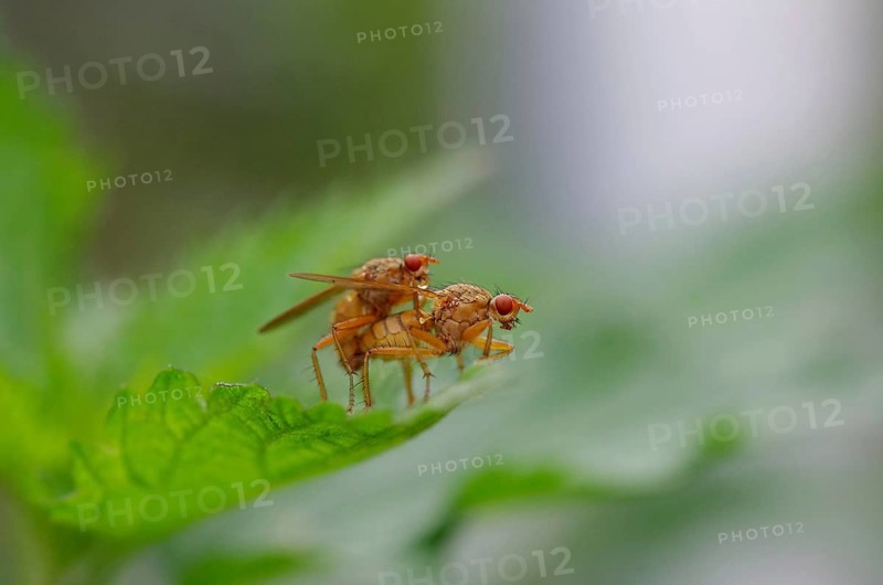 Common dung fly (Scathophaga stercoraria), two, leaf, close-up