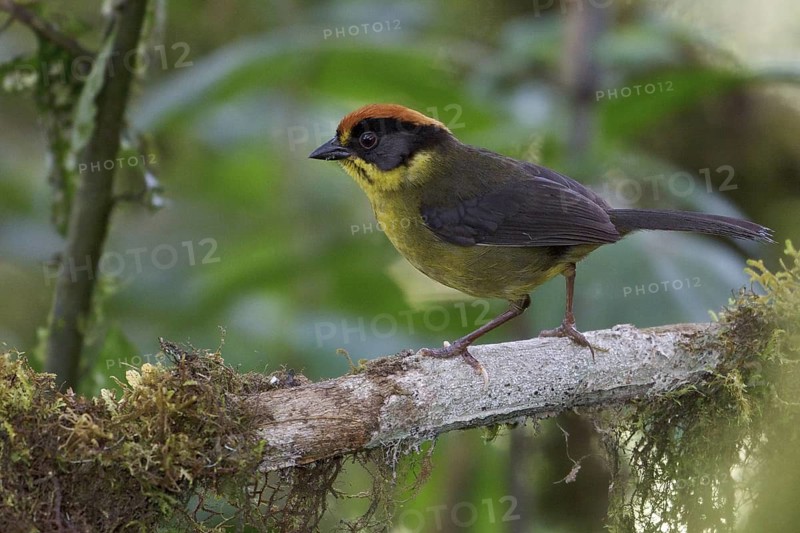 Bolivian Brush Finch (Atlapetes rufinucha) perched on a branch in Bolivia, South America