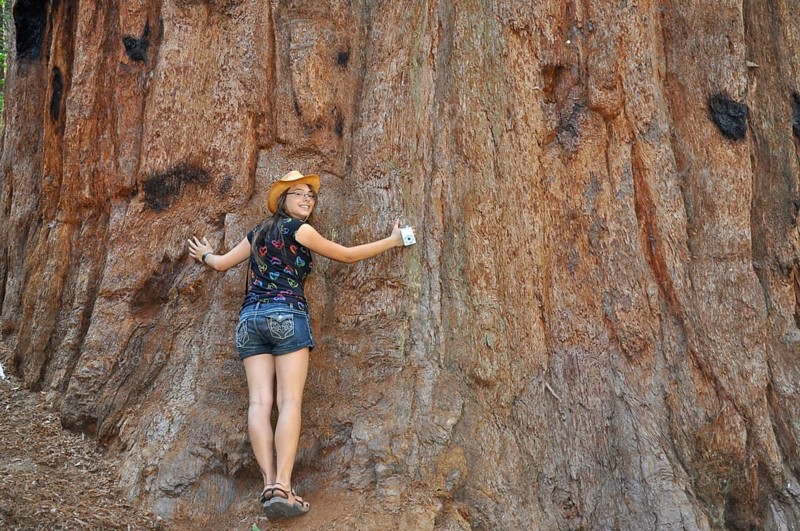 A smiling person happily embraces a giant sequoia tree, Sequoiadendron giganteum, Sequoia National Park, California, USA
