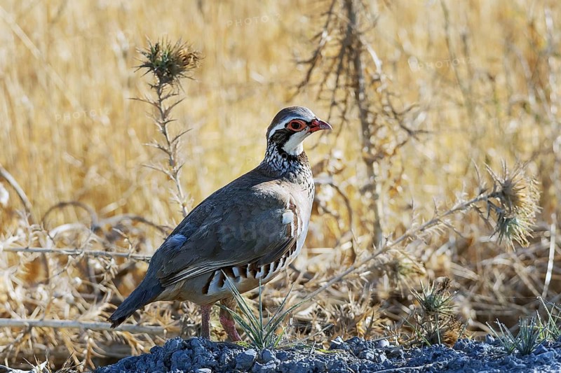 Red-legged Partridge in natural habitat, standing among dry, golden vegetation. The detailed plumage and vibrant red markings are clearly visible