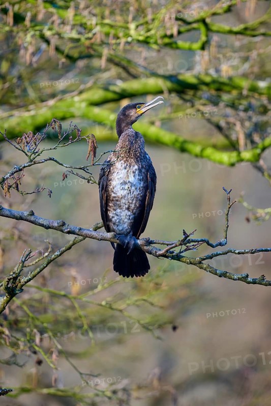 Cormorant (Phalacrocorax carbo), sitting quietly on a branch in a wooded area, spring, Bavaria, Germany