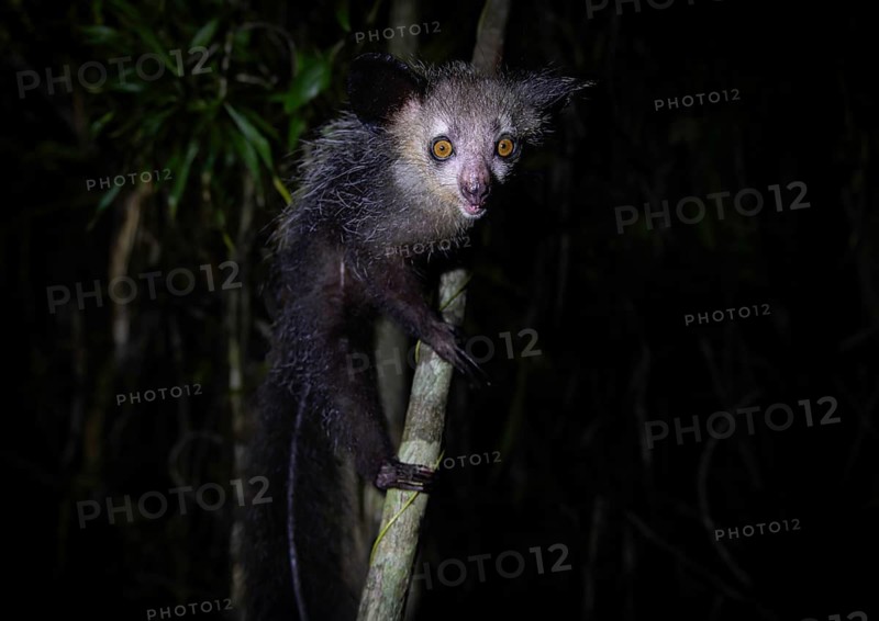 Pinniped (Daubentonia madagascariensis) in the lowland rainforests of eastern Madagascar