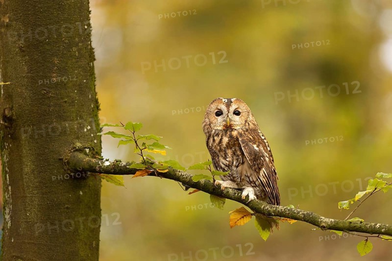 Tawny Owl (Strix aluco) captive, Baden-Wuerttemberg, Germany