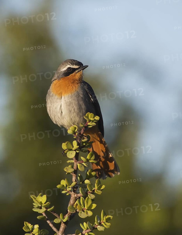 Cape Robin-Chat (Cossypha caffra), Eastern Cape, South Africa
