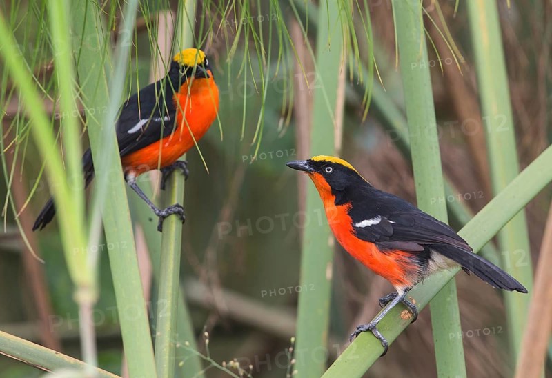 Papyrus Gonolek (Laniarius mufumbiri) pair displaying, Uganda