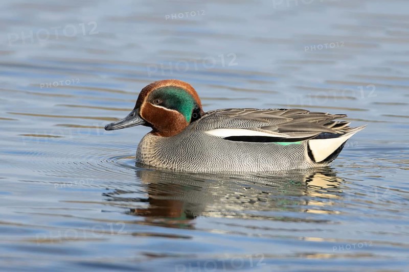 Common teal duck (Anas crecca) adult male bird on a lake, England, United Kingdom