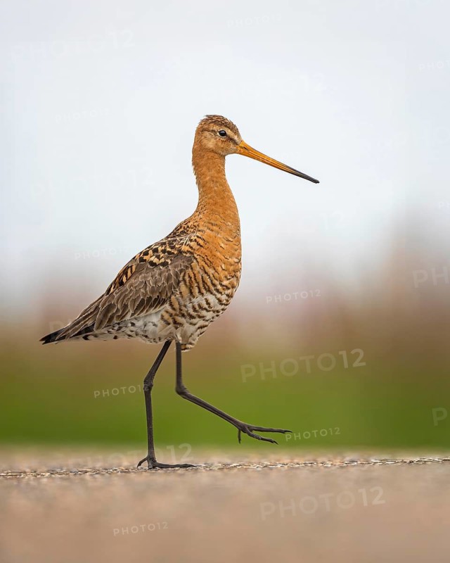 Black-tailed godwit (Limosa limosa) Snipe bird, walking on the road, territory, splendid plumage, breeding territory, Unesco World Heritage Wadden Sea, Germany
