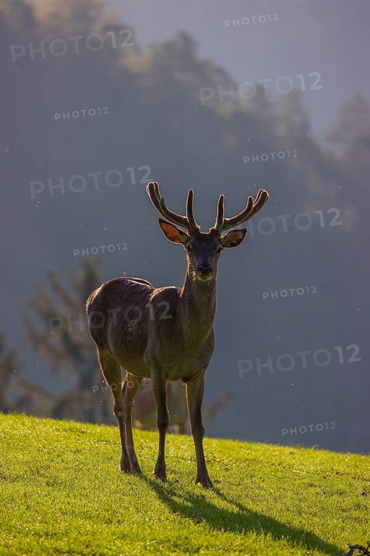 One Red Deer stag (Cervus elaphus) stands on a meadow in backlit condition. A forest in the distant background