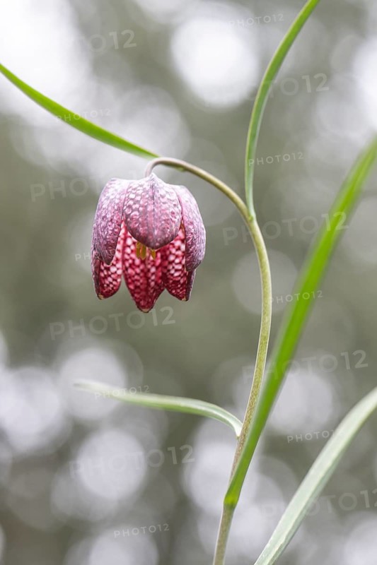 Snake's Head Fritillary (Fritillaria meleagris), Emsland, Lower Saxony, Germany