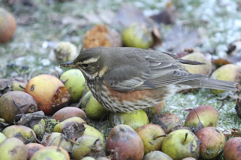 Redwing (Turdus iliacus), Lower Saxony, Germany