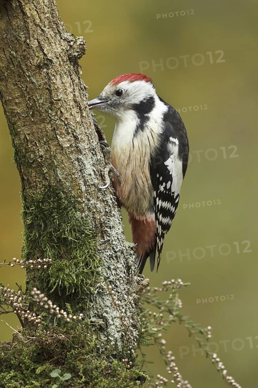 Middle Spotted Woodpecker (Dendrocoptes medius), Rhineland-Palatinate, Germany