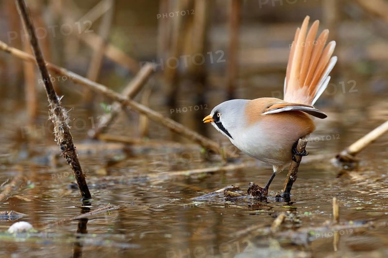 Bearded Reedling (Panurus biarmicus) male foraging in reedbed, Mecklenburg-Western, Pomerania, Germany