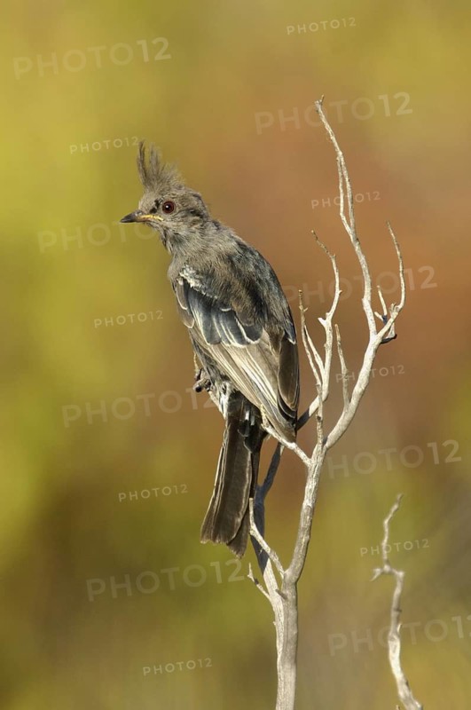Phainopepla (Phainopepla nitens) female, Arizona, USA