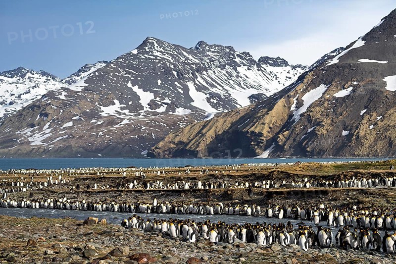 King penguins (Aptenodytes patagonicus), colony at a creek with snow-capped mountains and bay in the background, St. Andrews Bay, South Georgia