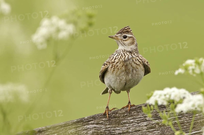 Eurasian Skylark (Alauda arvensis), Utrecht, Netherlands