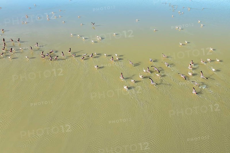 Aerial view of graceful flamingos wading through the tranquil waters of Laguna Grande in Catamarca, Argentina, showcasing their natural elegance and serene habitat