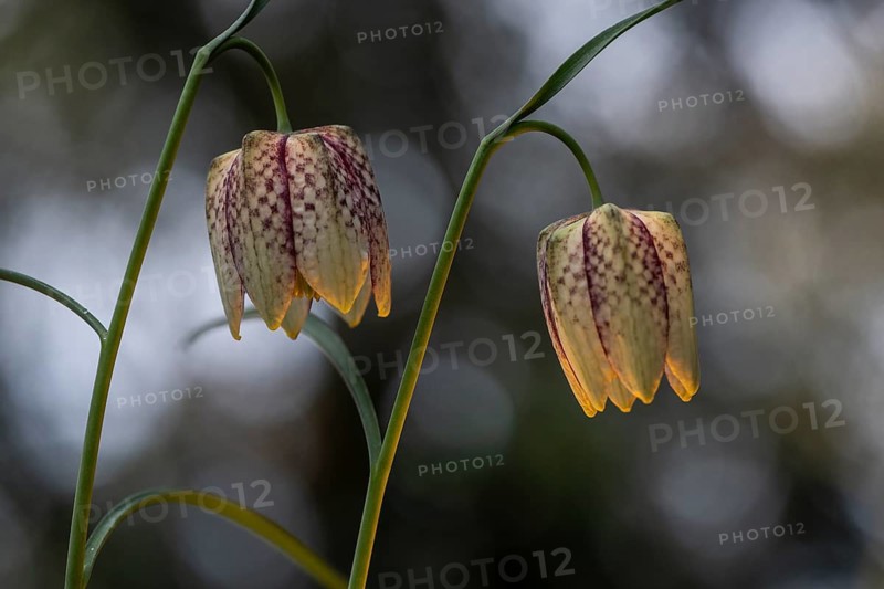 Snake's Head Fritillary (Fritillaria meleagris), Emsland, Lower Saxony, Germany