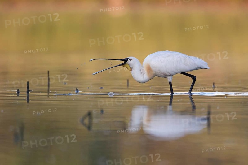 Eurasian Spoonbill (Platalea leucorodia) foraging, Saxony, Germany