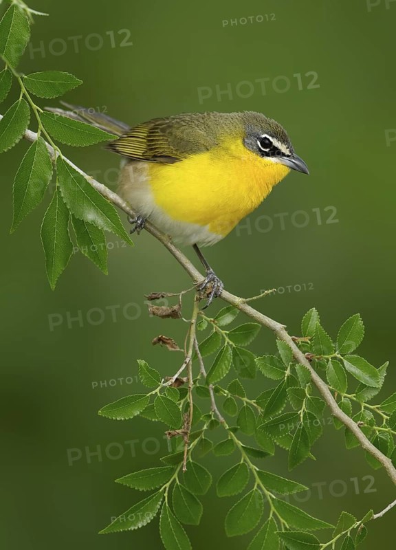 Yellow-breasted Chat (Icteria virens), Texas, USA