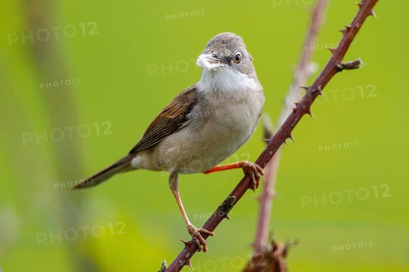 Common Whitethroat (Sylvia communis) male perched on a branch, North Rhine-Westphalia, Germany