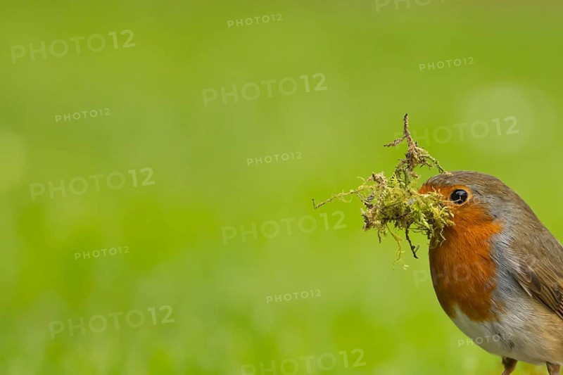 European robin (Erithacus rubecula) adult garden bird with nesting material in its beak in spring, Suffolk, England, United Kingdom
