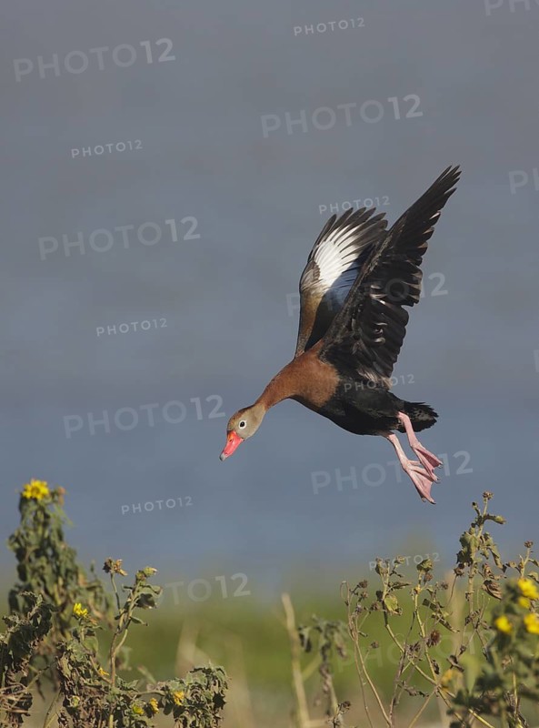 Black-bellied Whistling Duck (Dendrocygna autumnalis) flying, Texas, USA