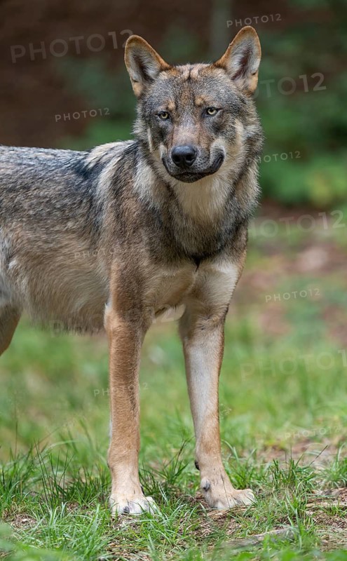 Wolf (Canis lupus) stands in a clearing in the forest and looks attentively, Germany