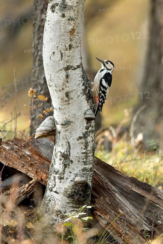 White-Backed Woodpecker (Dendrocopos leucotos leucotos) female climbing tree, Toew Aimag, Mongolia