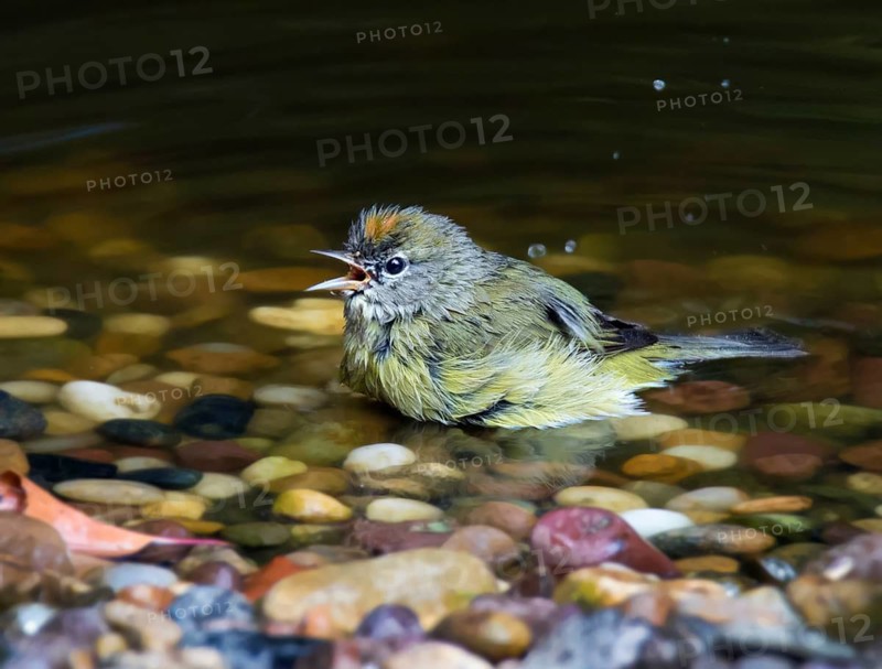An Orange-crowned Warbler, Oreothlypis celata, shows off its crown while bathing in a pond, in Saskatoon, Saskatchewan, Canada