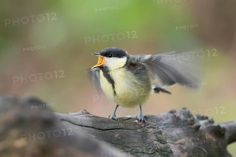 Great Tit (Parus major) juvenile begging for food, Lower Saxony, Germany