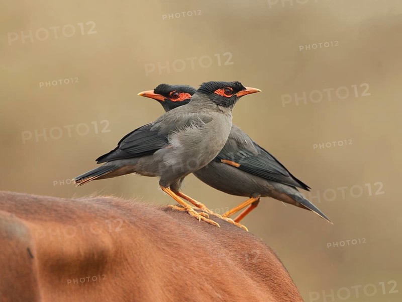 Bank Myna (Acridotheres ginginianus) pair on back of a cow, West Bengal, India