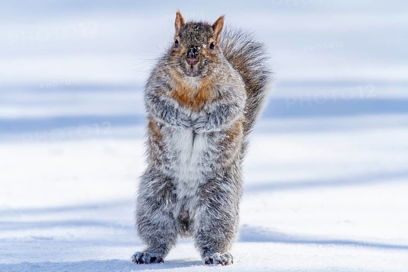 Eastern gray squirrel (sciurus carolinensis) standing in snow and watching, Montreal botanical garden, province of Quebec, Canada