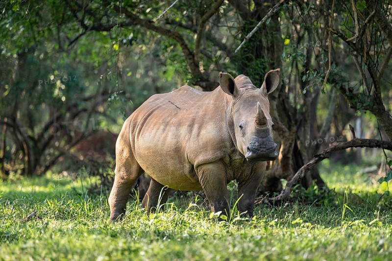 Southern white rhinoceros (Ceratotherium simum simum), Ziwa Rhino Sanctuary, Uganda