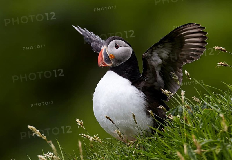 Atlantic Puffin (Fratercula arctica) flapping, perched on cliff, Kalsoy, Faroe Islands