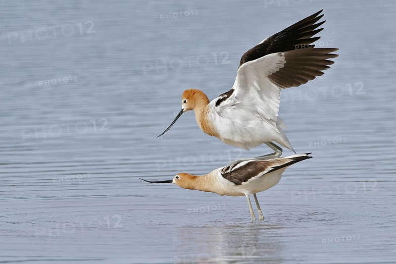 American Avocet (Recurvirostra americana), Arizona, USA