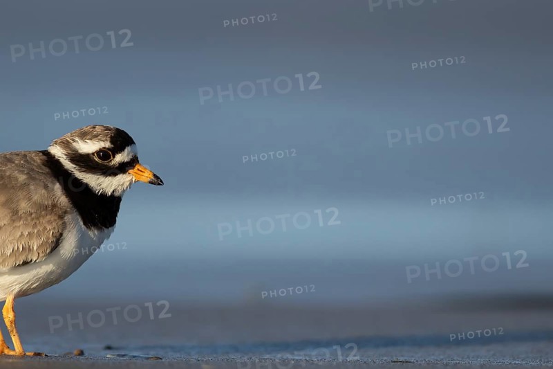 Ringed plover (Charadrius hiaticula) adult wading bird on a beach in spring, Norfolk, England, United Kingdom