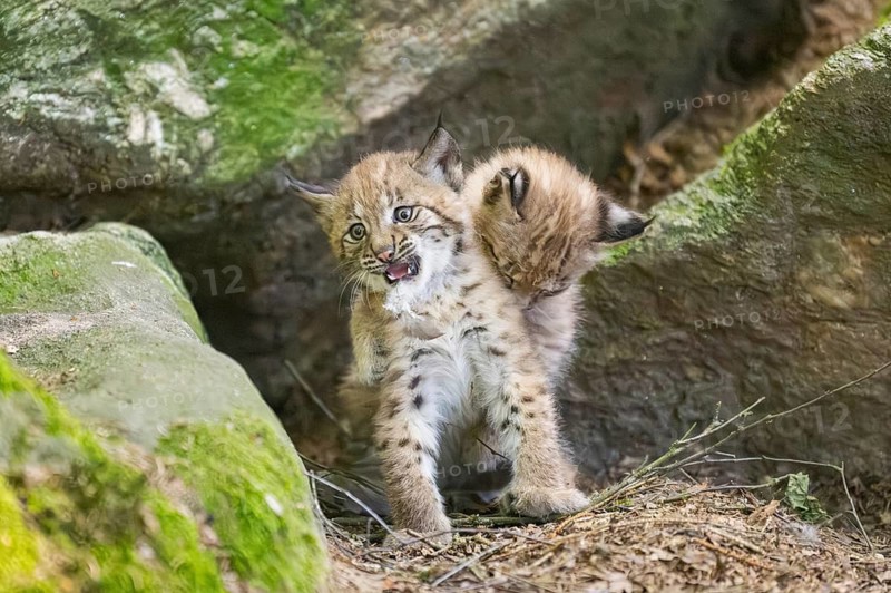 Eurasian lynx (Lynx lynx) mother with her youngsters (cubs) playing between rocks with each other in a forest, Bavaria, Germany